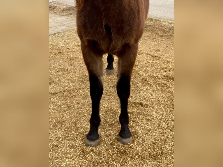 Quarter horse américain Hongre 2 Ans 150 cm Bai brun in Eglfing