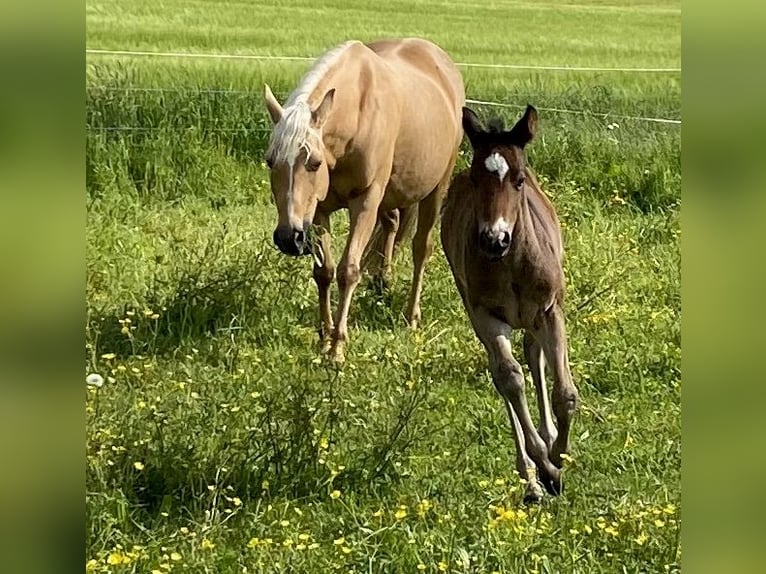 Quarter horse américain Hongre 2 Ans 150 cm Bai brun in Eglfing