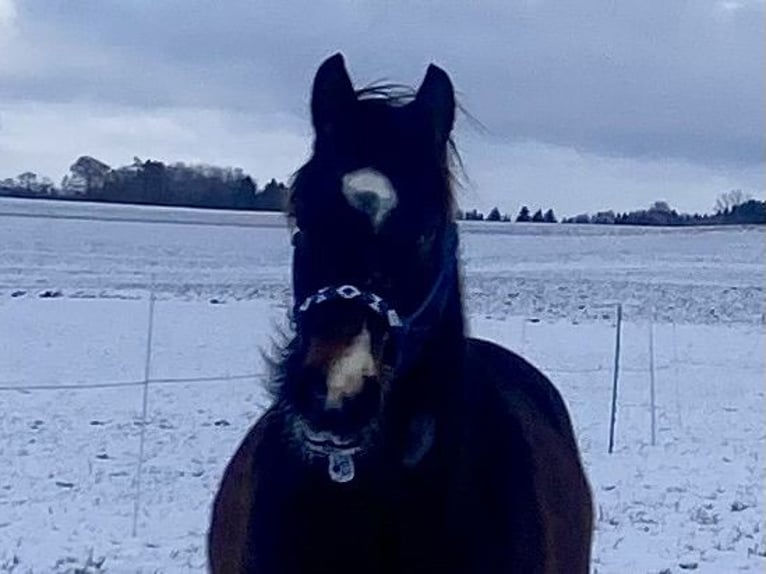 Quarter horse américain Hongre 2 Ans 150 cm Bai brun in Eglfing