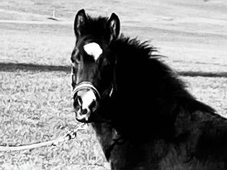 Quarter horse américain Hongre 2 Ans 150 cm Bai brun in Eglfing