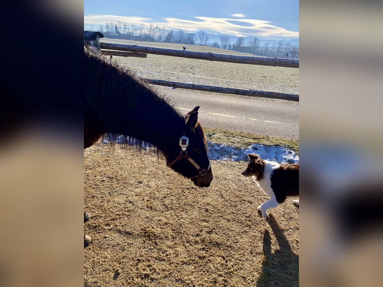 Quarter horse américain Hongre 2 Ans 150 cm Bai brun in Eglfing