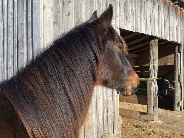 Quarter horse américain Hongre 2 Ans 150 cm Bai brun in Eglfing