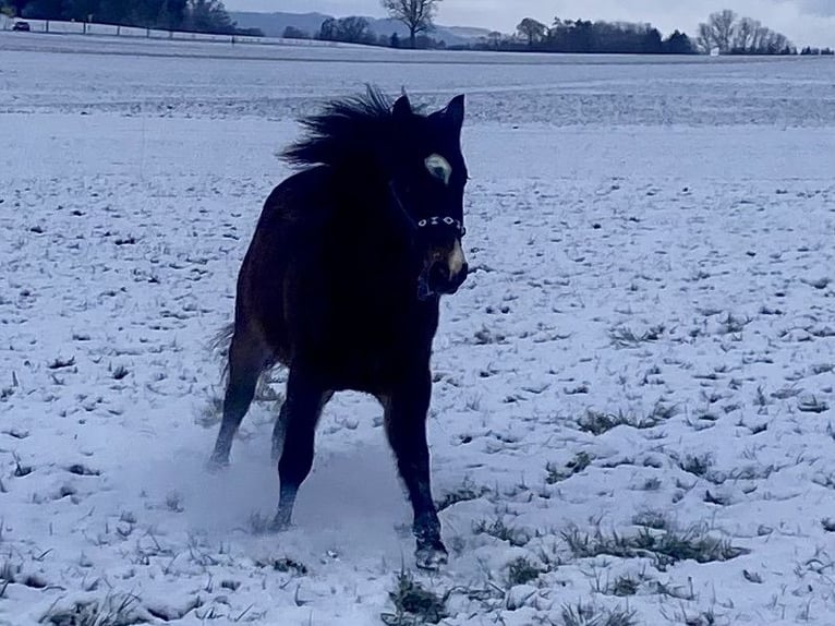 Quarter horse américain Hongre 2 Ans 150 cm Bai brun in Eglfing