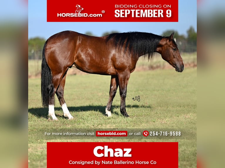 Quarter horse américain Hongre 2 Ans 150 cm Bai cerise in Waco, TX