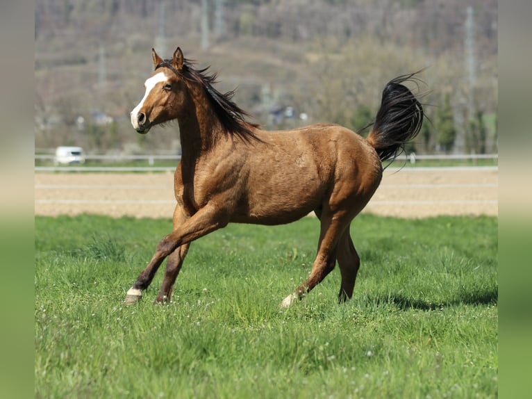 Quarter horse américain Hongre 2 Ans 150 cm Bai in Waldshut-Tiengen