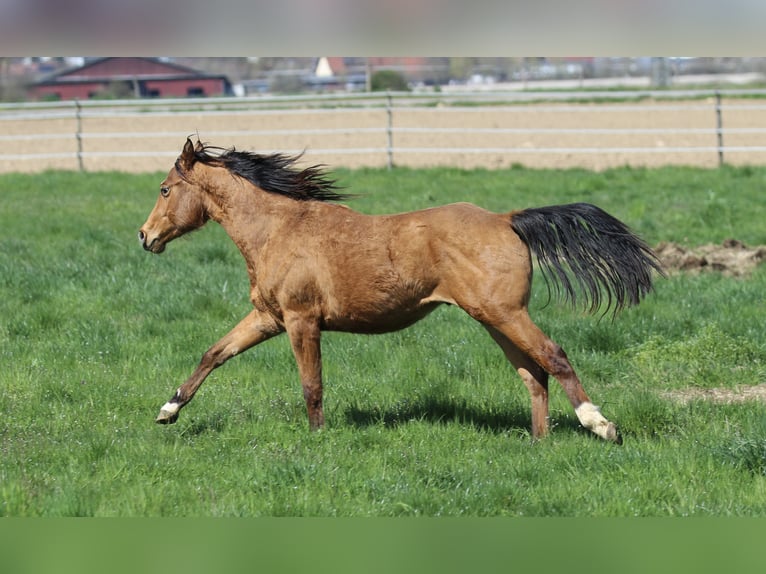 Quarter horse américain Hongre 2 Ans 150 cm Bai in Waldshut-Tiengen