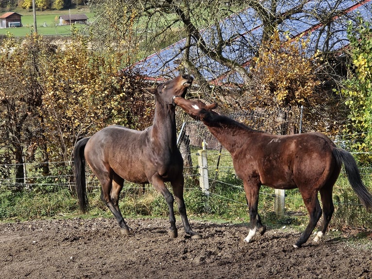 Quarter horse américain Hongre 2 Ans 150 cm Bai in Eggenthal