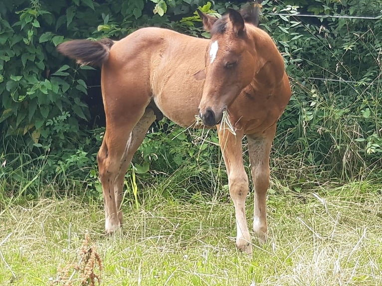 Quarter horse américain Hongre 2 Ans 150 cm Bai in Eggenthal