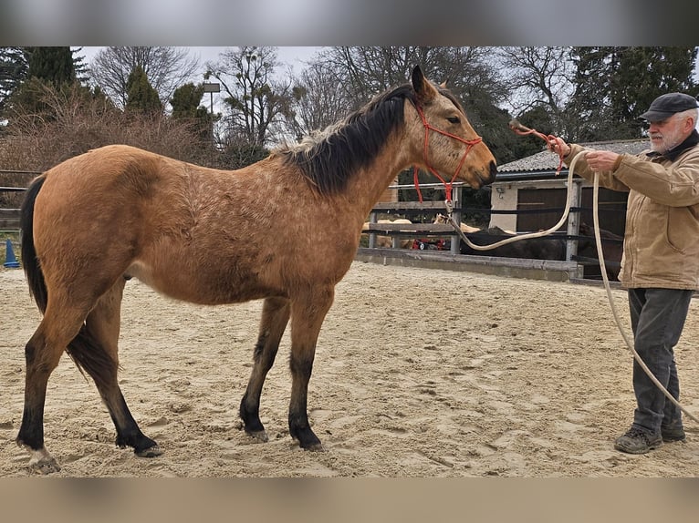 Quarter horse américain Hongre 2 Ans 150 cm Buckskin in Müglitztal