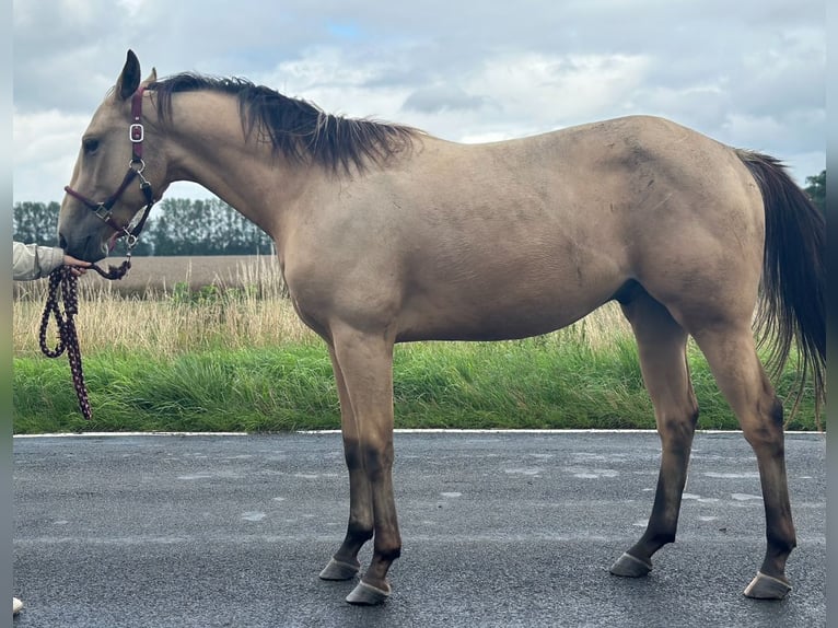Quarter horse américain Hongre 2 Ans 150 cm Buckskin in Pessin