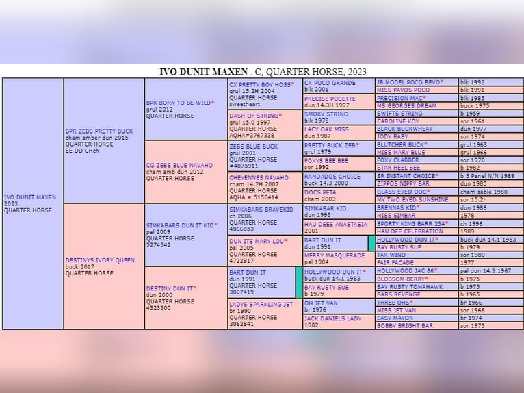 Quarter horse américain Hongre 2 Ans 150 cm Champagne in Müglitztal