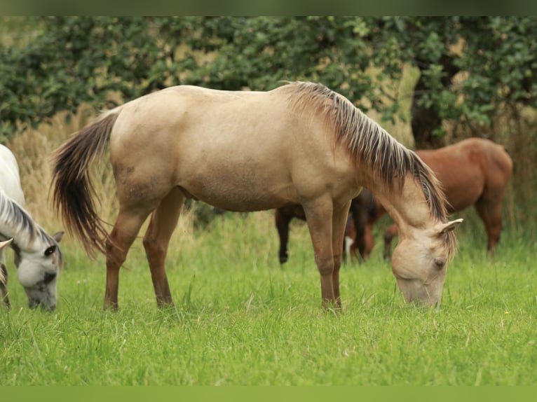 Quarter horse américain Croisé Hongre 2 Ans 150 cm Champagne in Küssaberg