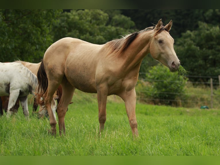 Quarter horse américain Croisé Hongre 2 Ans 150 cm Champagne in Küssaberg