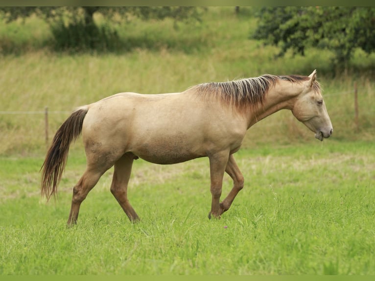 Quarter horse américain Croisé Hongre 2 Ans 150 cm Champagne in Küssaberg