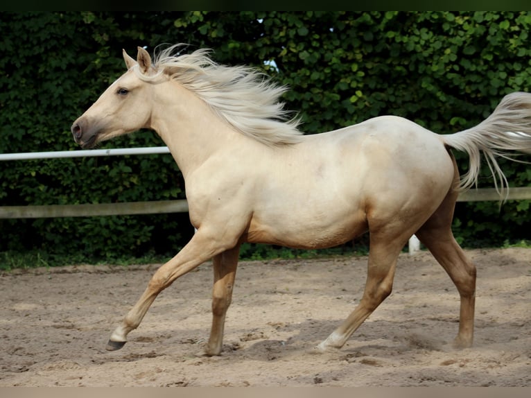 Quarter horse américain Hongre 2 Ans 150 cm Palomino in Stade