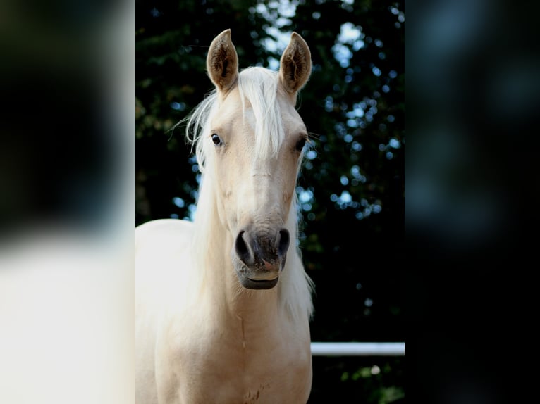 Quarter horse américain Hongre 2 Ans 150 cm Palomino in Stade