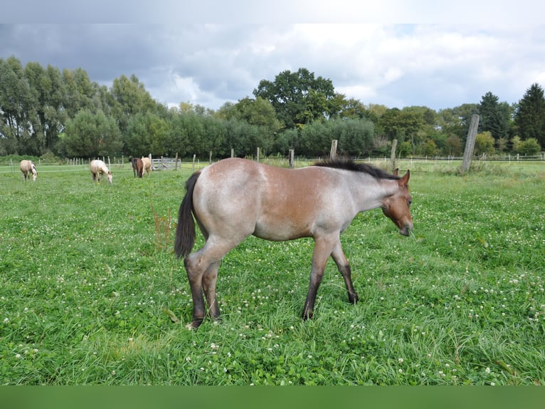Quarter horse américain Hongre 2 Ans 150 cm Roan-Bay in Bückeburg Evesen