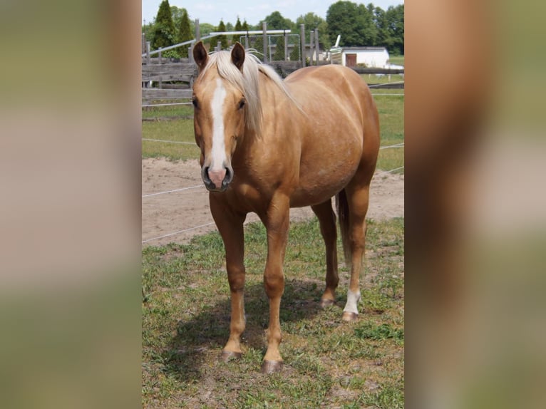 Quarter horse américain Hongre 2 Ans 151 cm Palomino in Treuenbrietzen