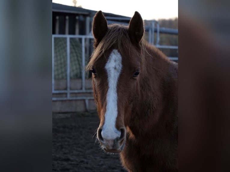 Quarter horse américain Hongre 2 Ans 152 cm Alezan in Straubenhardt