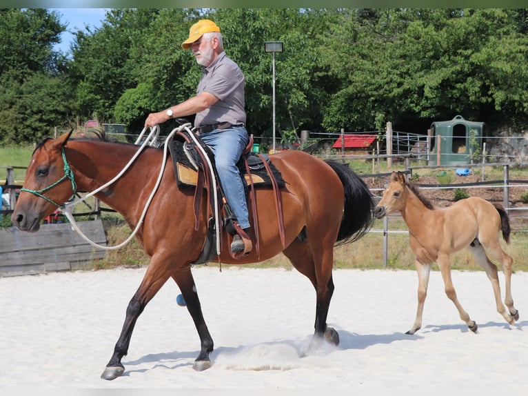 Quarter horse américain Hongre 2 Ans 152 cm Buckskin in M&#xFC;glitztal