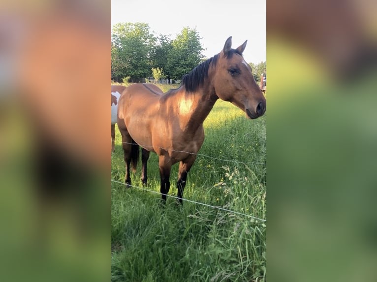 Quarter horse américain Hongre 2 Ans 152 cm Gris (bai-dun) in Petit-Réderching