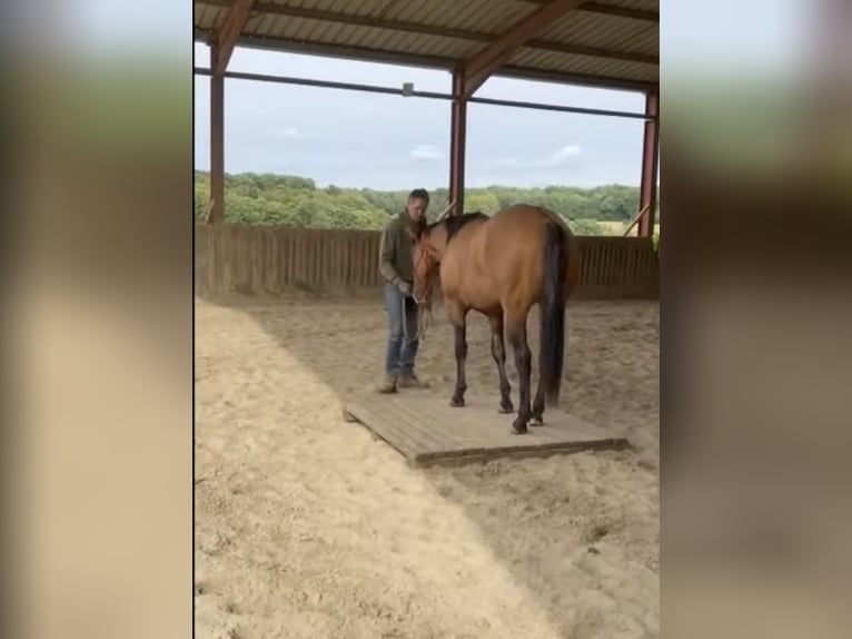 Quarter horse américain Hongre 2 Ans 152 cm Gris (bai-dun) in Petit-Réderching