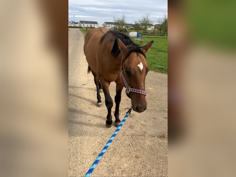 Quarter horse américain Hongre 2 Ans 152 cm Gris (bai-dun) in Petit-Réderching