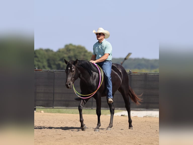 Quarter horse américain Hongre 2 Ans 152 cm Noir in Buffalo