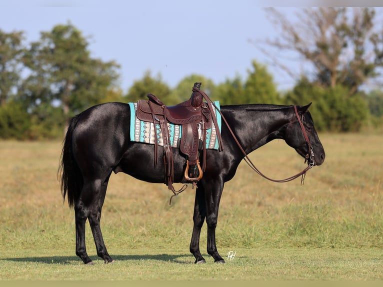 Quarter horse américain Hongre 2 Ans 152 cm Noir in Buffalo