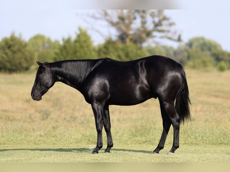 Quarter horse américain Hongre 2 Ans 152 cm Noir in Buffalo