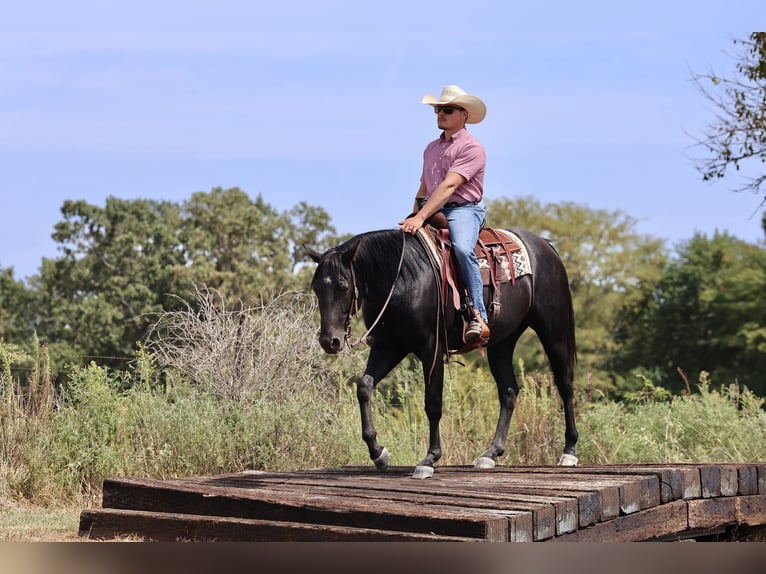 Quarter horse américain Hongre 2 Ans 152 cm Noir in Buffalo
