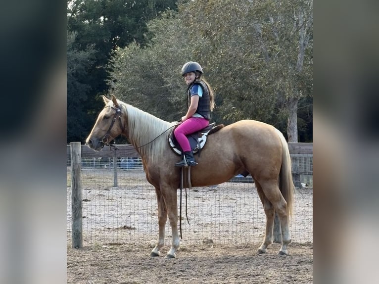 Quarter horse américain Hongre 2 Ans 152 cm Palomino in Williston