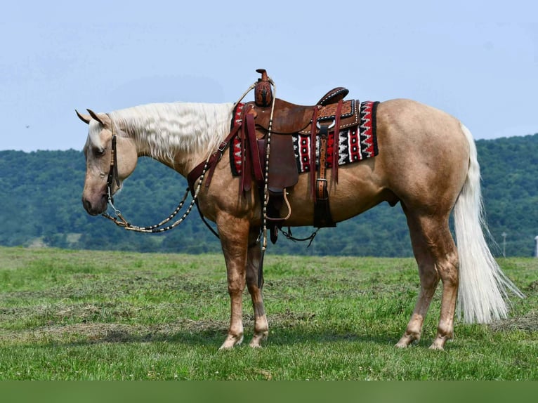 Quarter horse américain Hongre 2 Ans 152 cm Palomino in Rebersburg