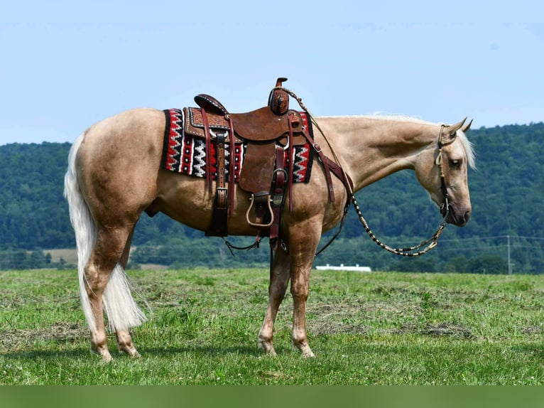 Quarter horse américain Hongre 2 Ans 152 cm Palomino in Rebersburg