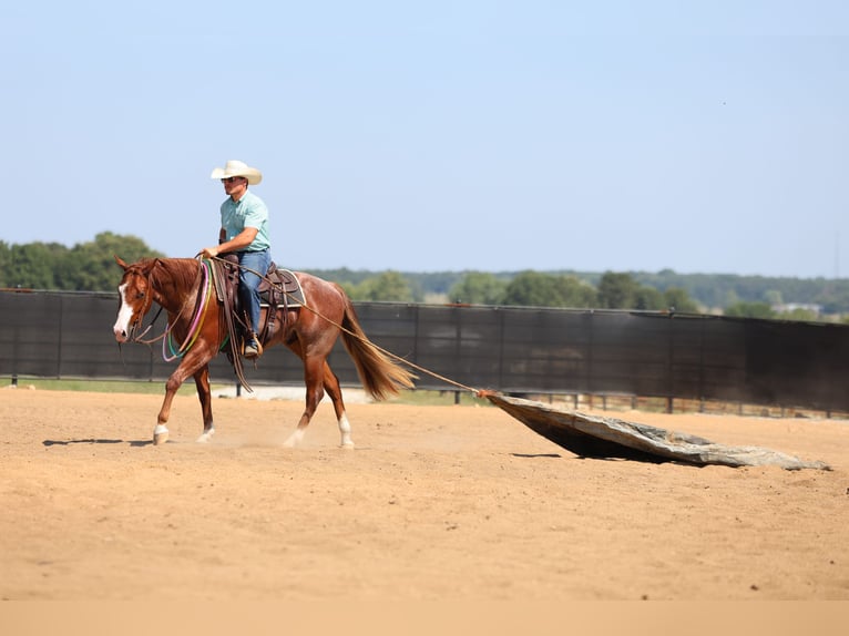 Quarter horse américain Hongre 2 Ans 152 cm Rouan Rouge in Buffalo, MO