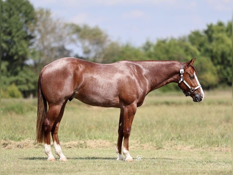 Quarter horse américain Hongre 2 Ans 152 cm Rouan Rouge in Buffalo, MO