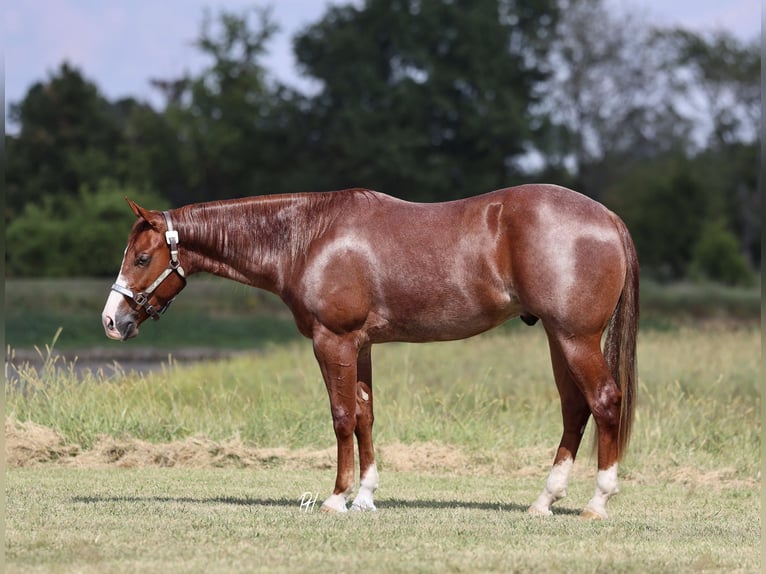 Quarter horse américain Hongre 2 Ans 152 cm Rouan Rouge in Buffalo, MO