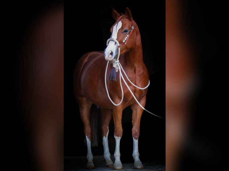 Quarter horse américain Hongre 2 Ans 153 cm Alezan in Duingen