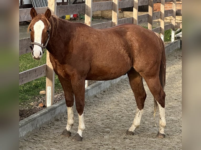 Quarter horse américain Hongre 2 Ans 153 cm Alezan in Duingen