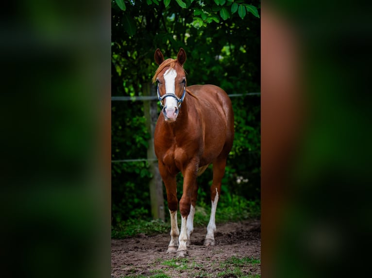 Quarter horse américain Hongre 2 Ans 153 cm Alezan in Duingen