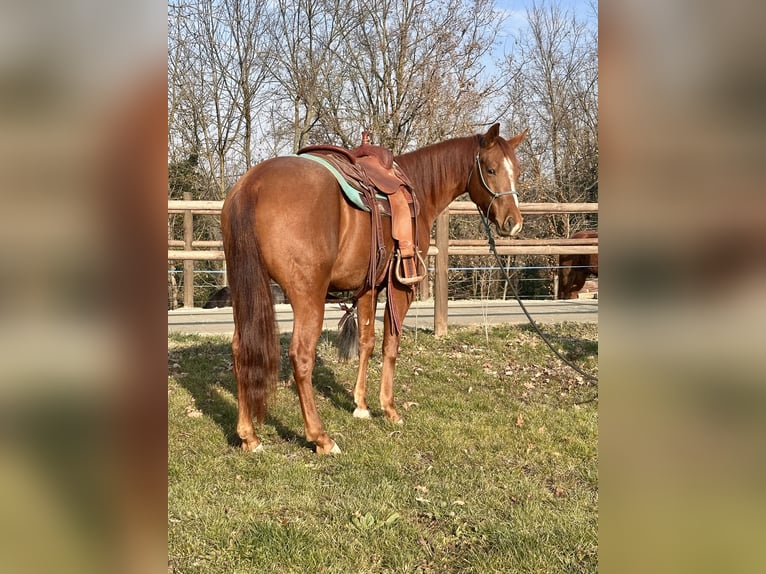 Quarter horse américain Hongre 2 Ans 153 cm Alezan in Cortazzone