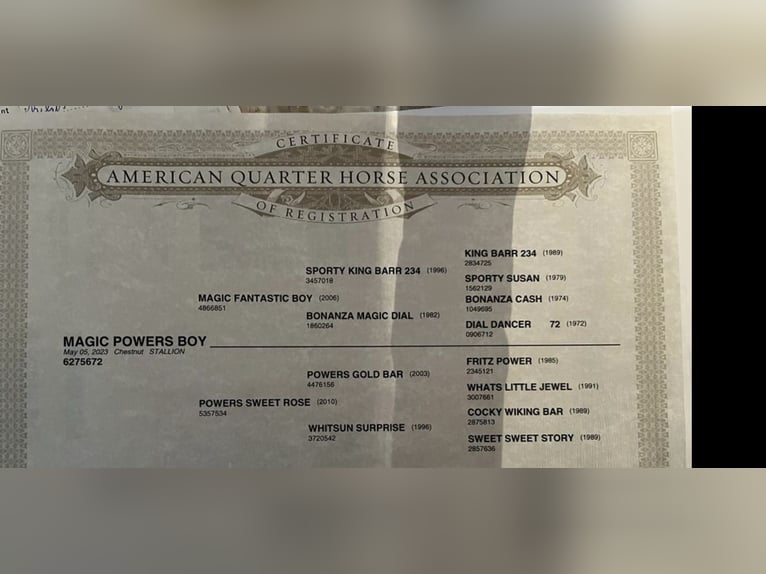 Quarter horse américain Hongre 2 Ans 153 cm Alezan in Daleiden Quarter horse américain Hongre 2 Ans 153 cm Alezan in Daleiden