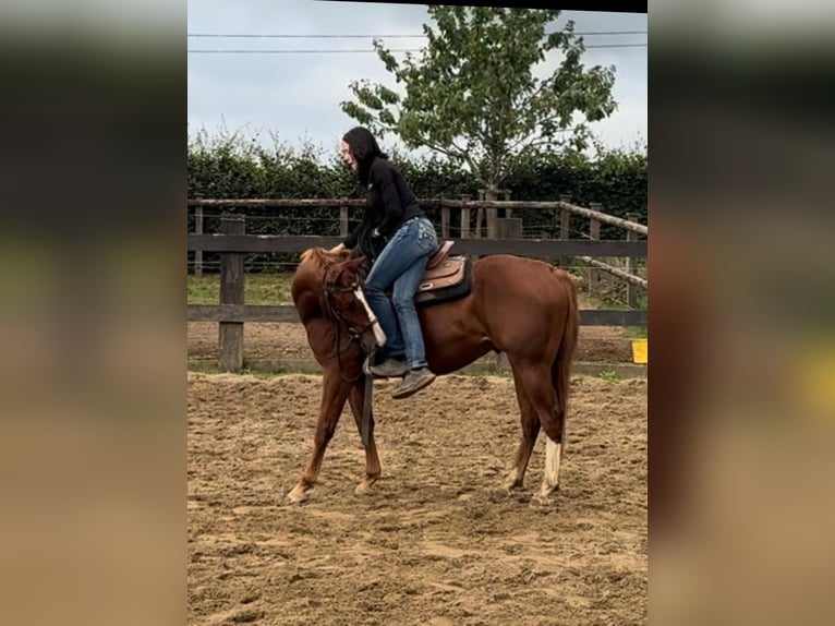 Quarter horse américain Hongre 2 Ans 153 cm Alezan in Daleiden Quarter horse américain Hongre 2 Ans 153 cm Alezan in Daleiden