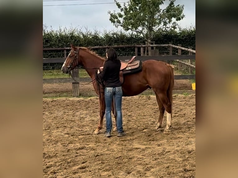 Quarter horse américain Hongre 2 Ans 153 cm Alezan in Daleiden Quarter horse américain Hongre 2 Ans 153 cm Alezan in Daleiden