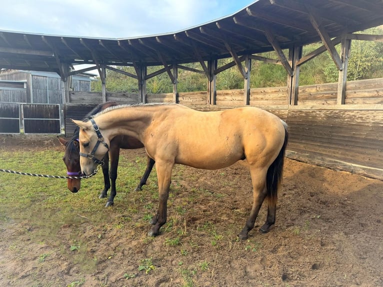 Quarter horse américain Hongre 2 Ans 153 cm Buckskin in Sellin