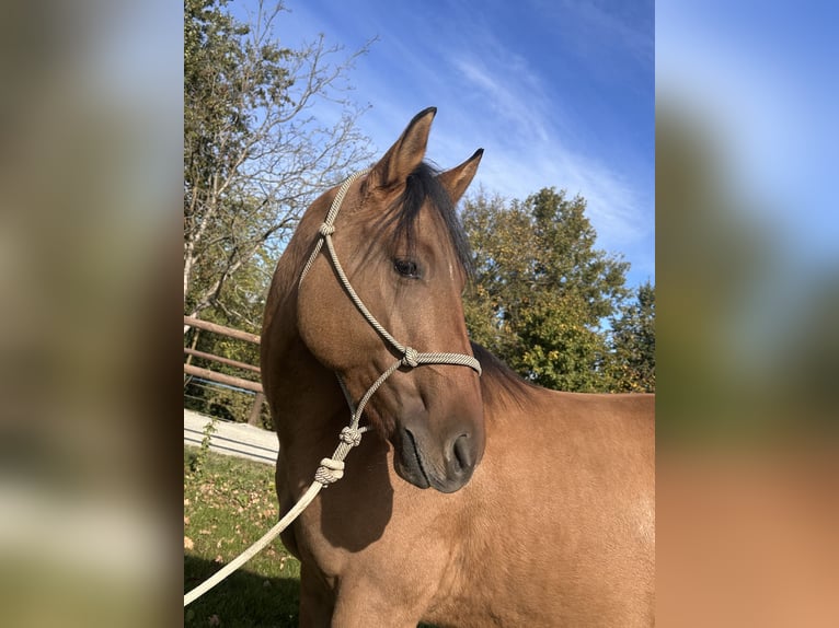 Quarter horse américain Hongre 2 Ans 153 cm in Cortazzone