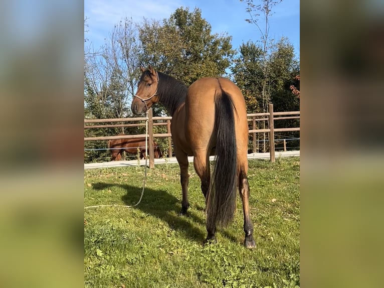 Quarter horse américain Hongre 2 Ans 153 cm in Cortazzone