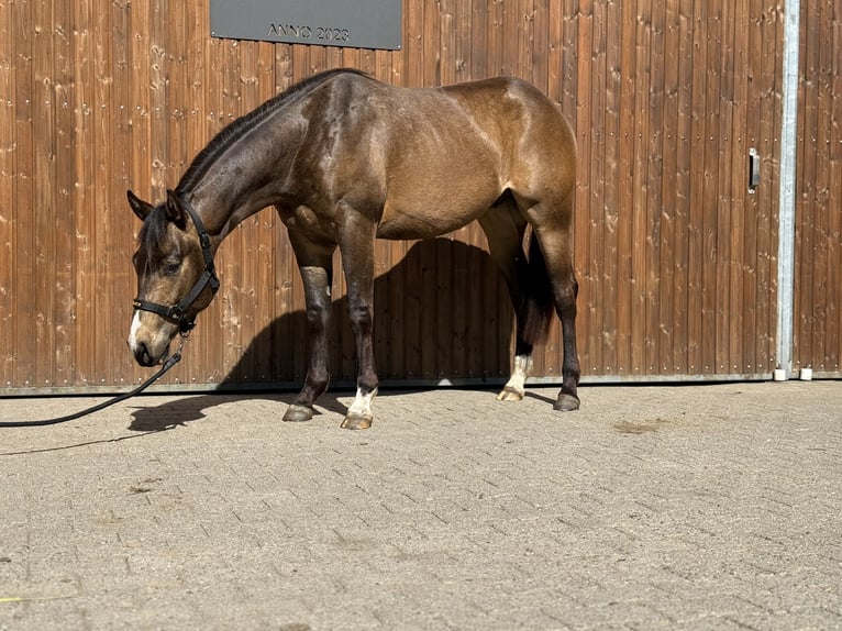Quarter horse américain Hongre 2 Ans 154 cm Buckskin in Lahn