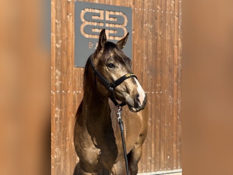 Quarter horse américain Hongre 2 Ans 154 cm Buckskin in Lahn