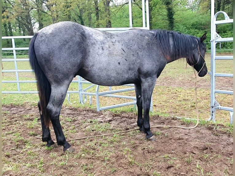 Quarter horse américain Hongre 2 Ans 154 cm Rouan Bleu in Zerbst